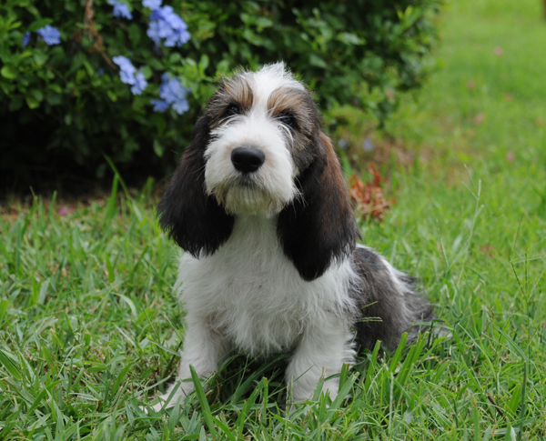 PBGV pup